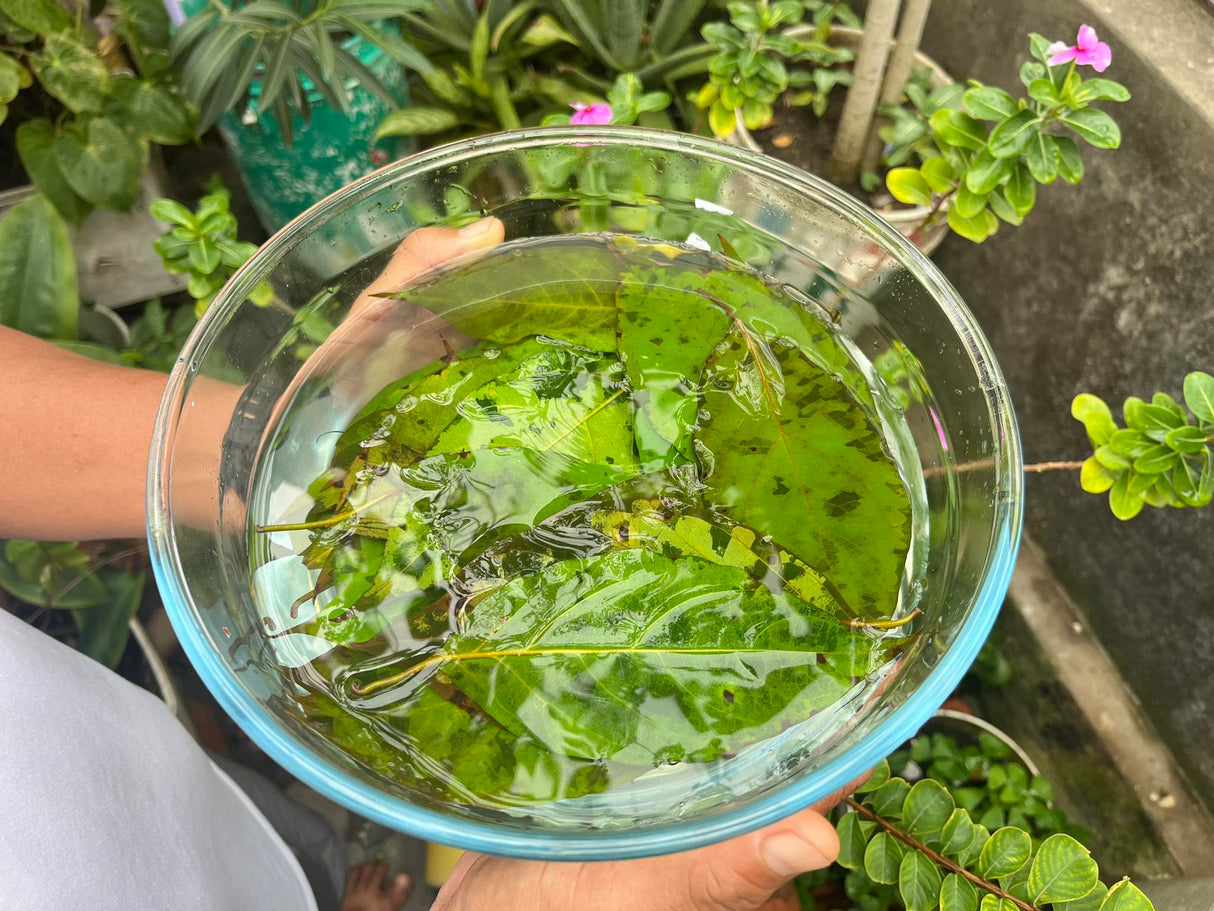 Ceremonial Plant Essence: Ayahuasca 3 | sf3