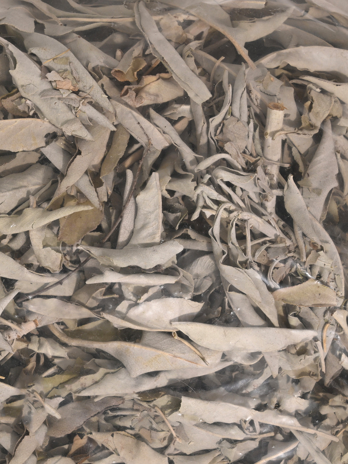 White Sage - Loose/Clusters - 2 Sizes | i03B