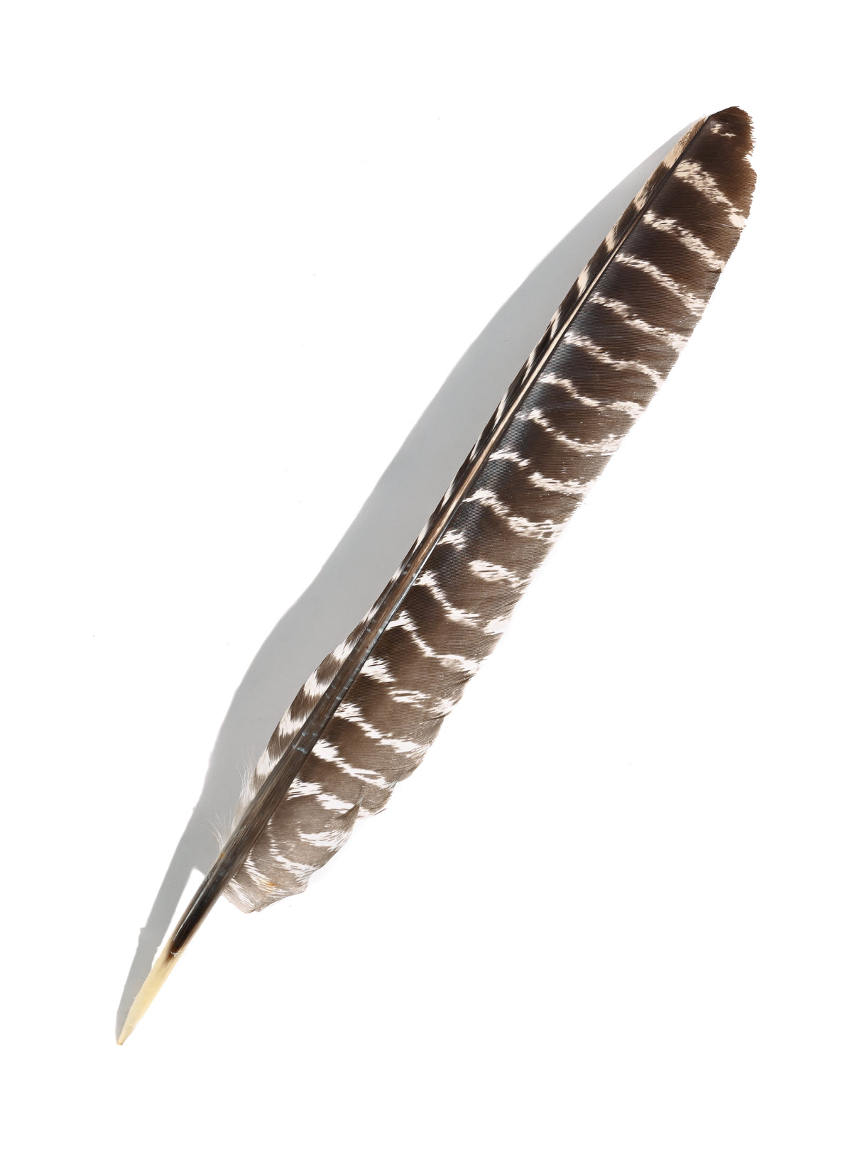 Turkey Feather | si0194-1