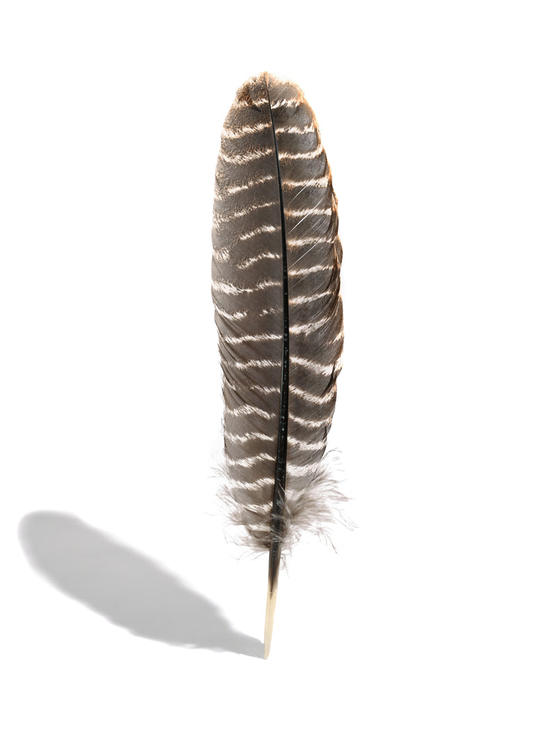 Turkey Feather