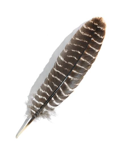 Turkey Feather | si0194-2