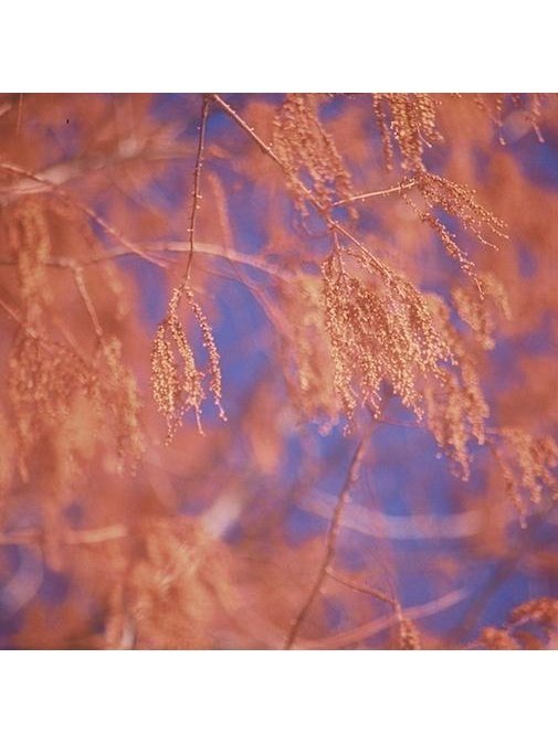 Flower Essences Flower Essence - Brow Chakra