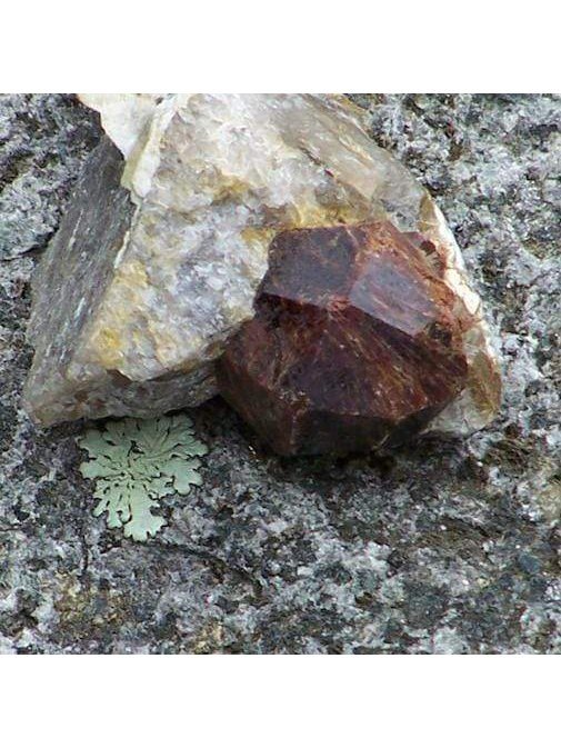 Flower Essences Flower Essence - Root Chakra