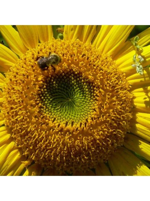 Flower Essences Flower Essence - Solar Plexus Chakra