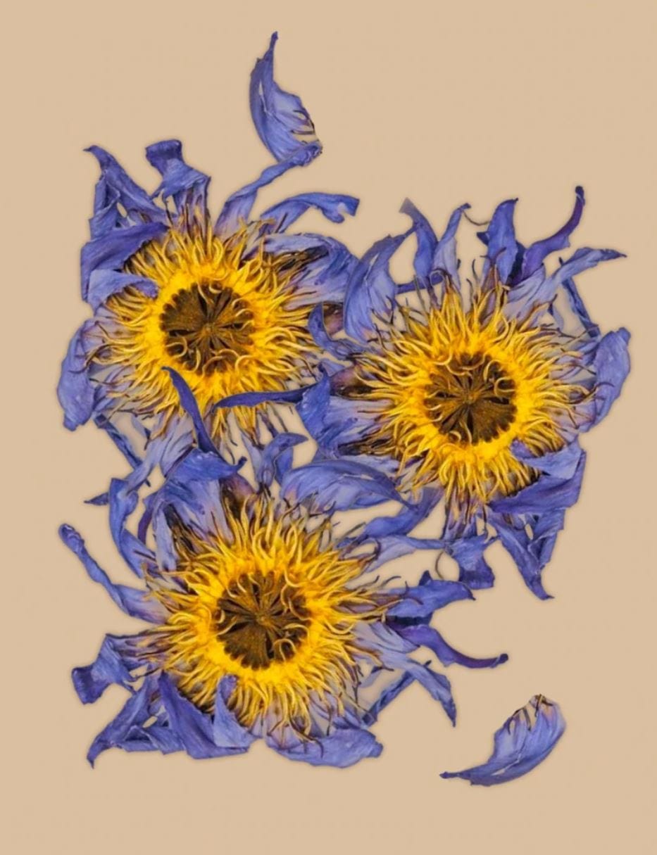 Loose Teas Whole Blue Lotus Flowers