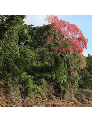 Peruvian Essence - Ceiba Tree