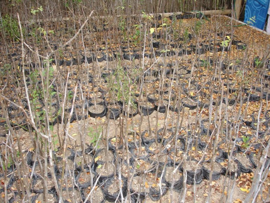 Celebrate Sustainable Palo Santo This Earth Day - Shamans Market