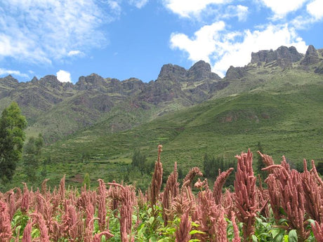 VIBRATIONAL ESSENCES OF PERUVIAN FLOWERS - Shamans Market