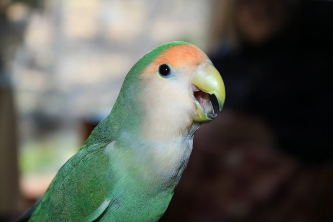 Animal Communication: Talking To Animals - Shamans Market