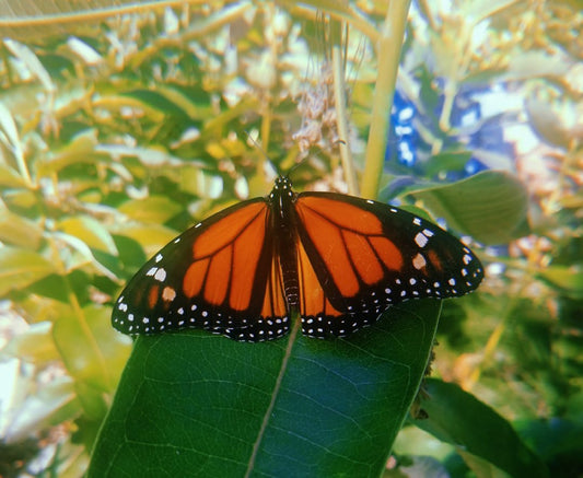 The Butterfly Shaman - Shamans Market