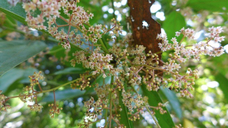 New Exotic Essential Oil From the Peruvian Amazon - Shamans Market