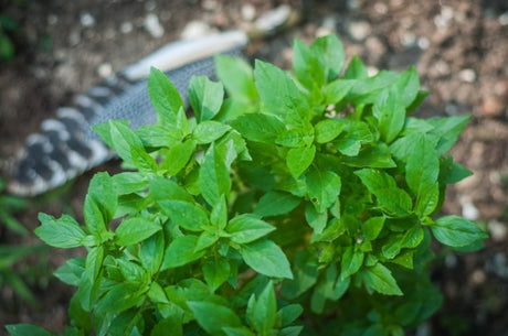 The Shamanic Gardener - Shamans Market