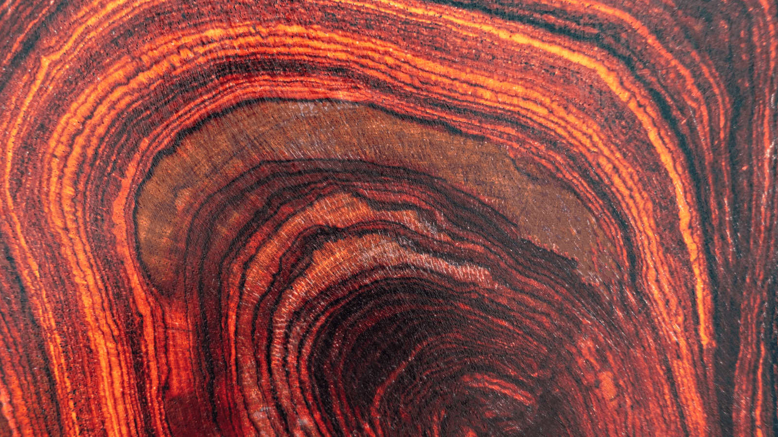 Rosewood Oil: A Story In Regeneration - Shamans Market