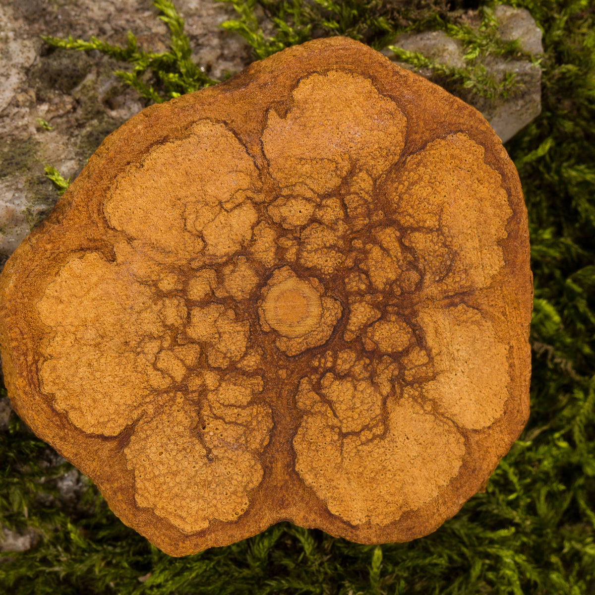 A Plant Journey with Ayahuasca Ceremonial Plant Essence – Shamans Market