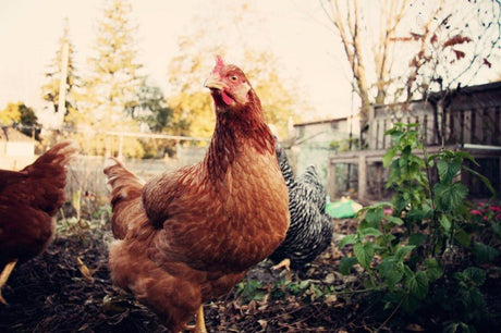 A Chicken in Every Backyard - Shamans Market