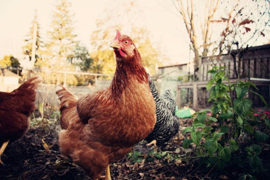 A Chicken in Every Backyard - Shamans Market