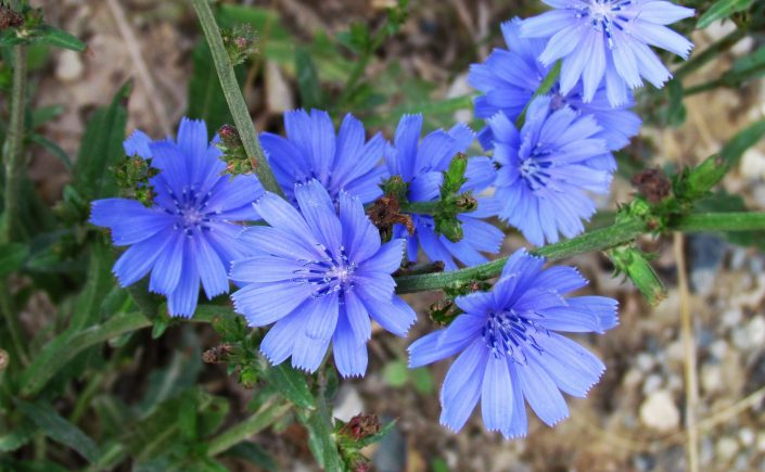 Plant Essence of Chicory