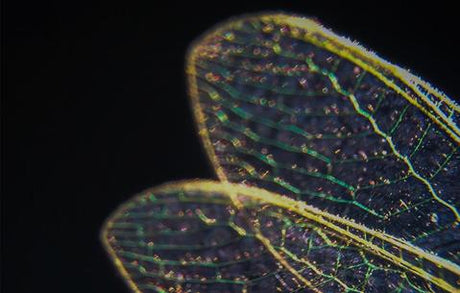 Dragonfly Medicine - Shamans Market
