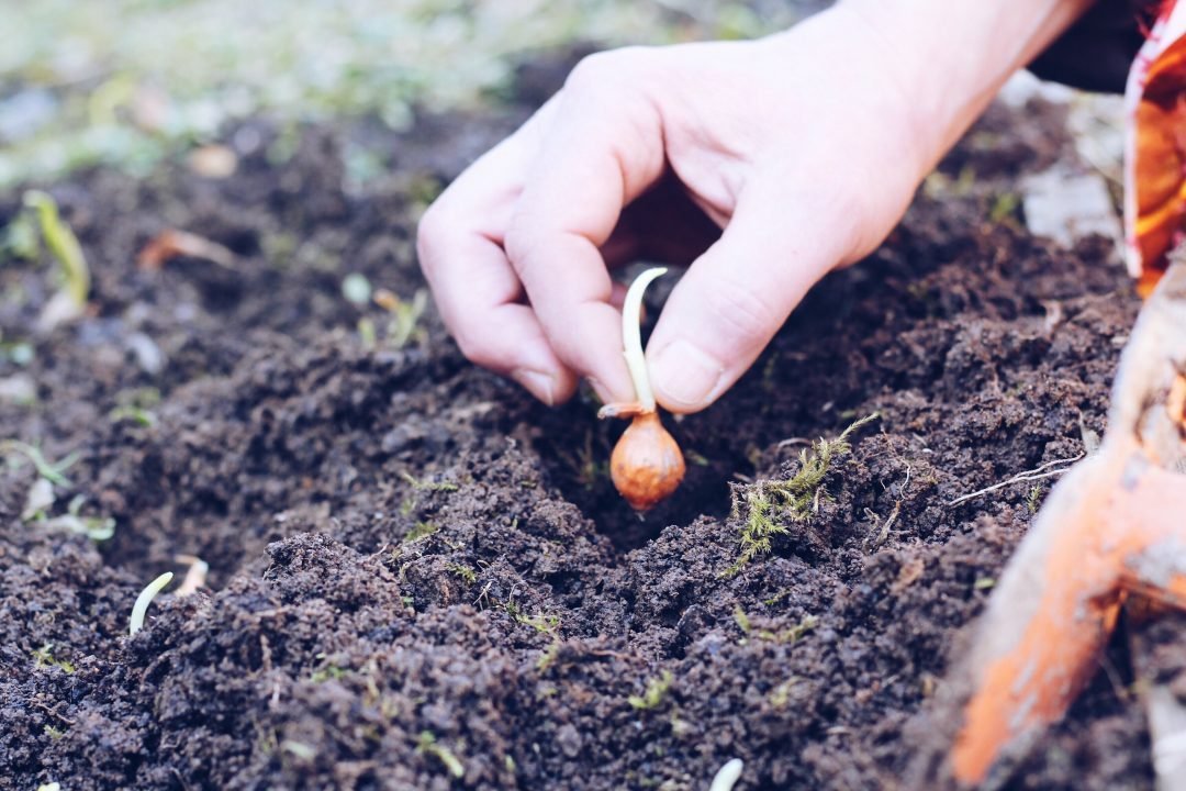 12 Ways to Celebrate Earth Day - Shamans Market