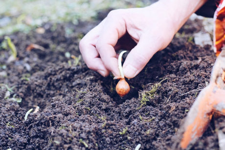 12 Ways to Celebrate Earth Day - Shamans Market