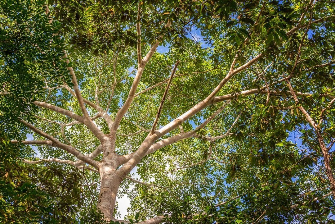 Earth Day 2016: Help Plant Trees in The Amazon - Shamans Market
