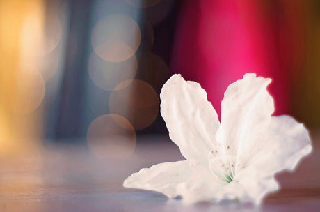 WHAT ARE FLOWER ESSENCES? - Shamans Market