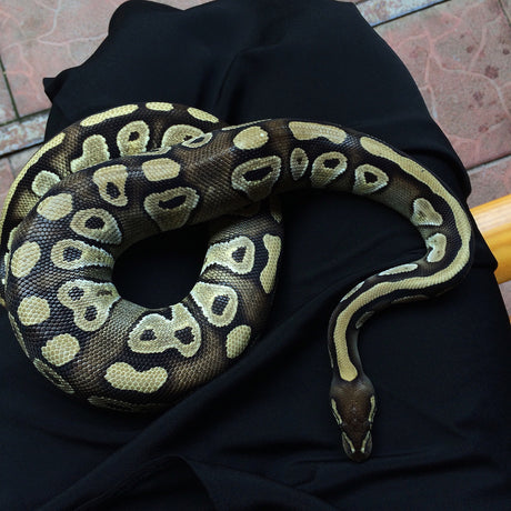 Awakening With Serpent Medicine - Shamans Market