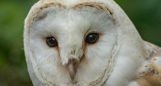 The Medicine and Mythology of Owls - Shamans Market