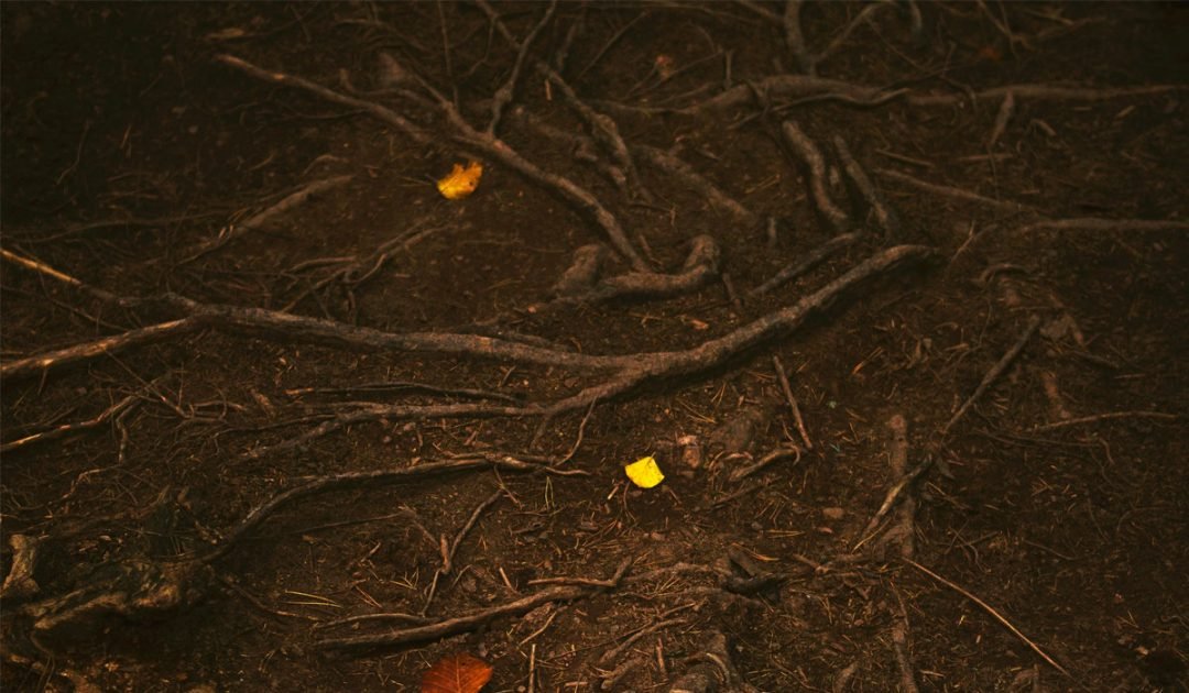 Return to the Roots - Shamans Market