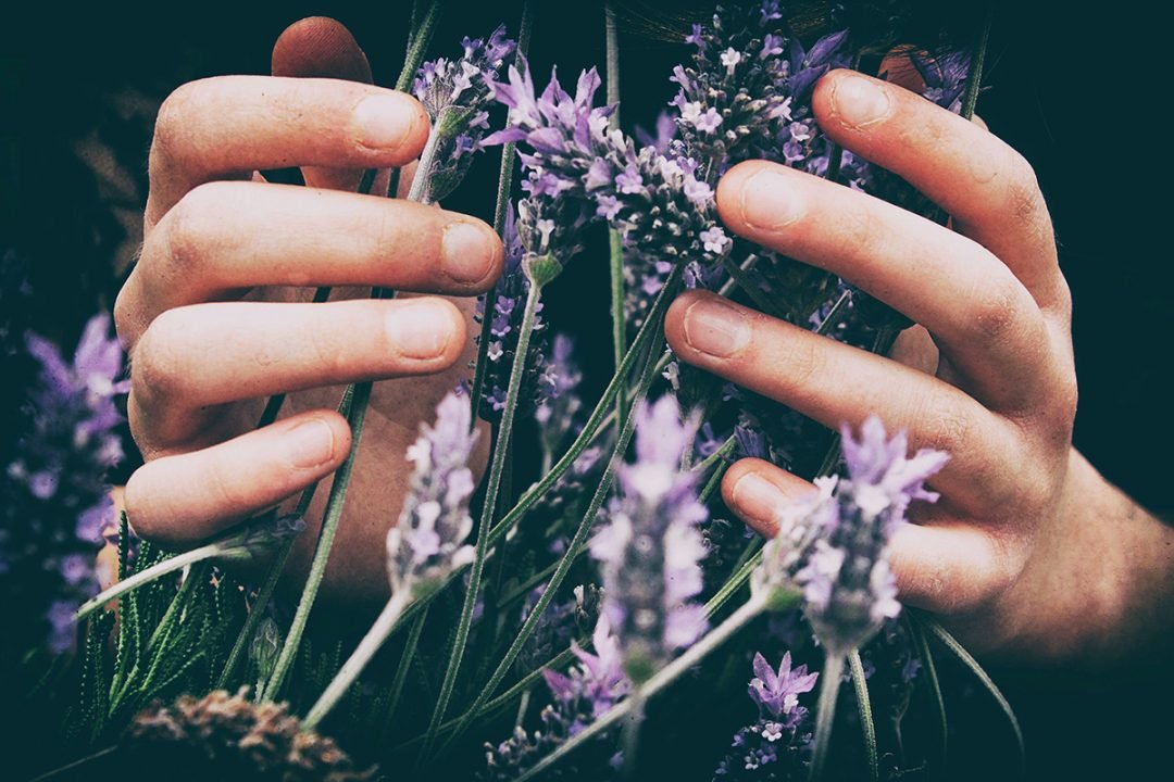 The Super Powers of Super Plants - Shamans Market