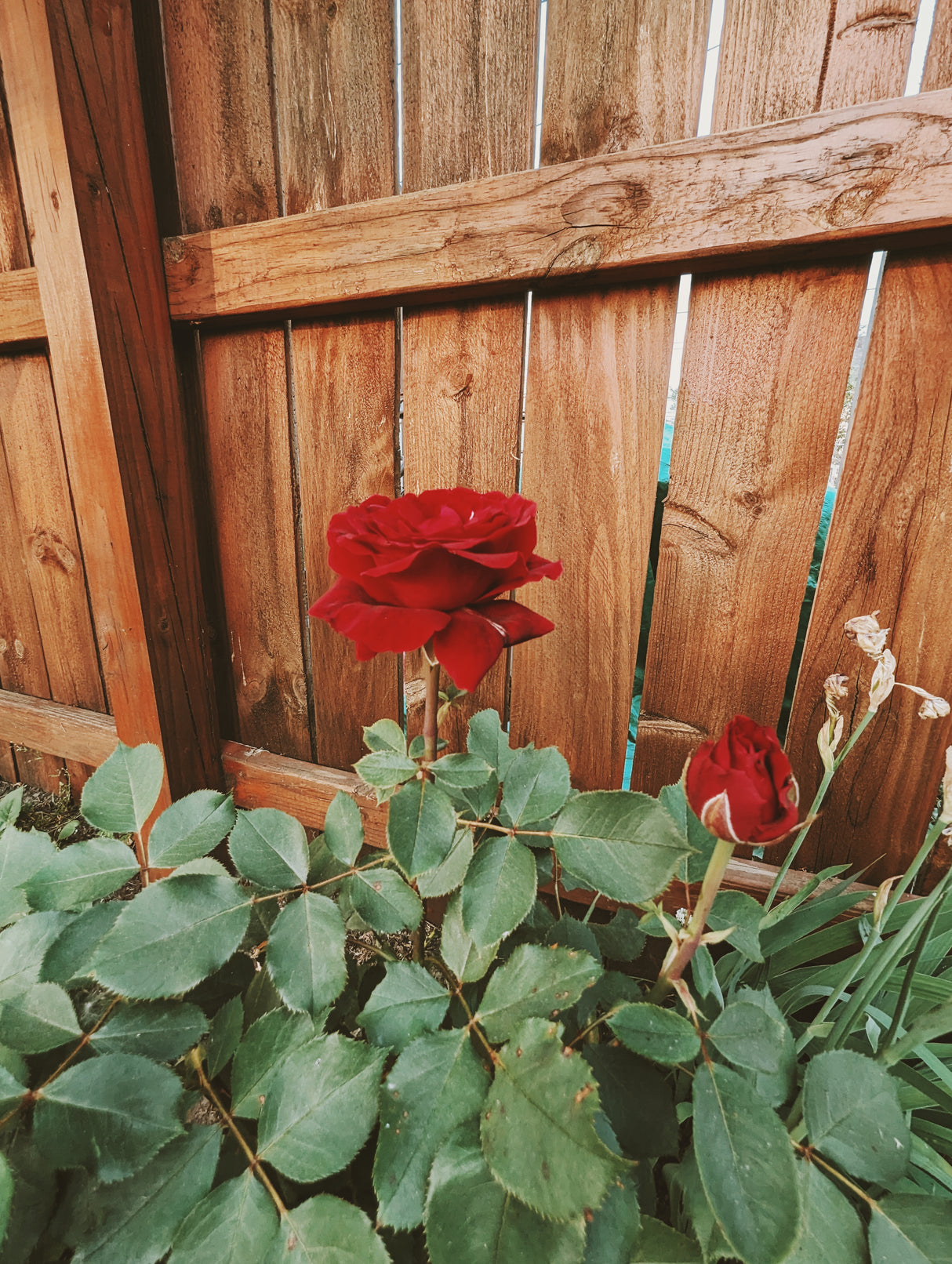 Flower Essence: Rose