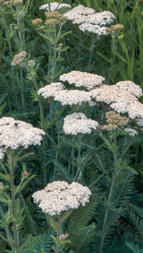 Flower Essence: Yarrow | sf10 | sf10-AF 1