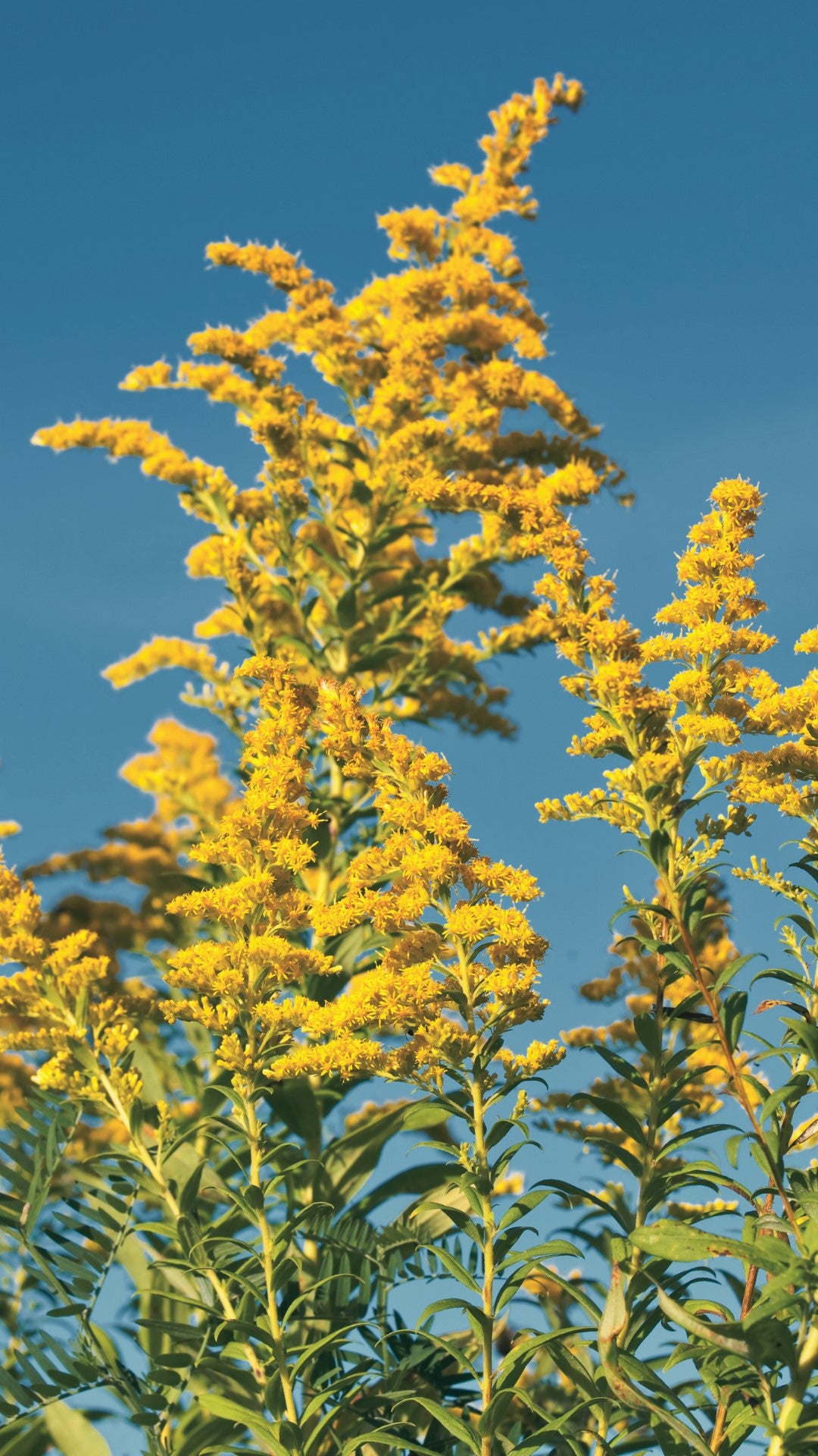 Flower Essence: Goldenrod | sf11 | sf11-AF 1