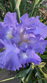 Flower Essence: Bearded Iris 1 | sf18 | sf18-AF