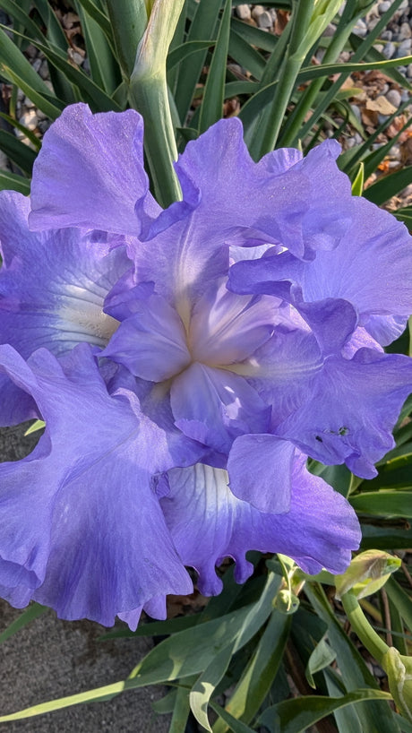 Flower Essence: Bearded Iris 1 | sf18 | sf18-AF