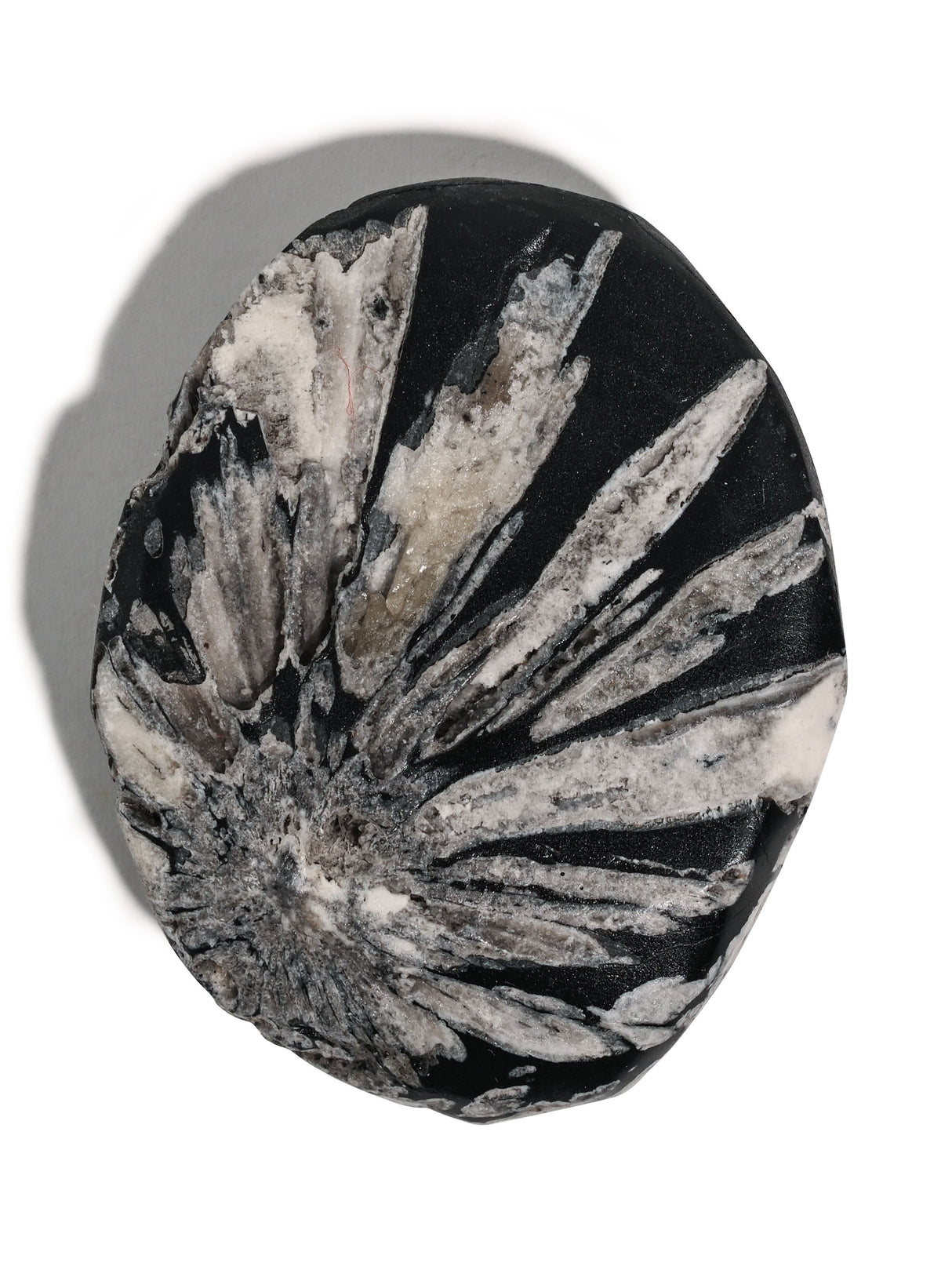 Chrysanthemum Stone 1 | Cg14