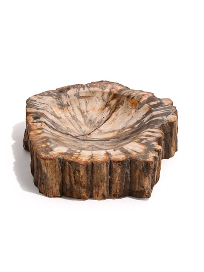 Petrified Wood Bowl B 1 | Cg716