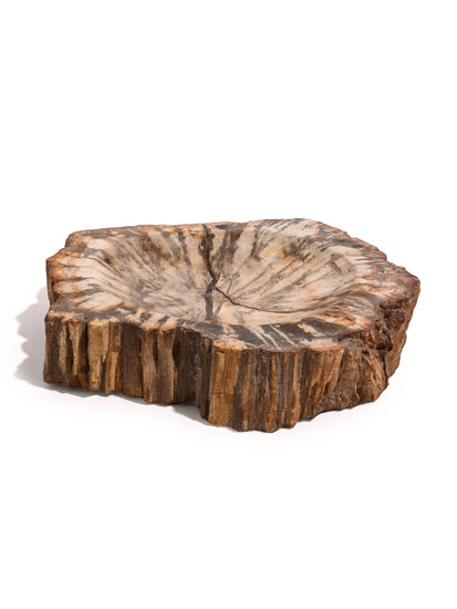 Petrified Wood Bowl B 2 | Cg716