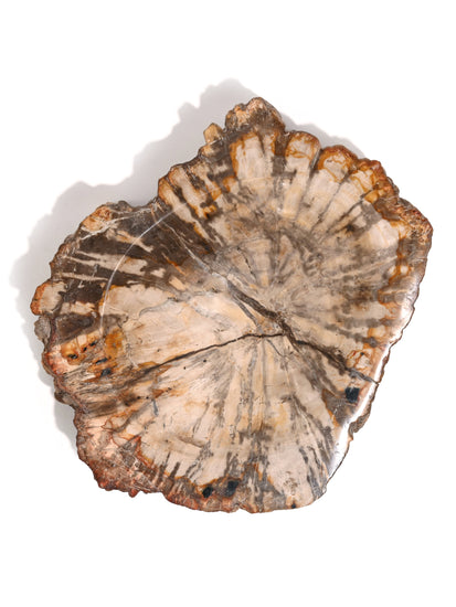 Petrified Wood Bowl B 3 | Cg716