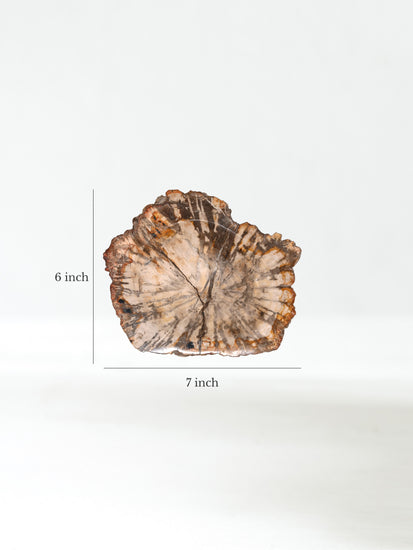 Petrified Wood Bowl B Dimension | Cg716