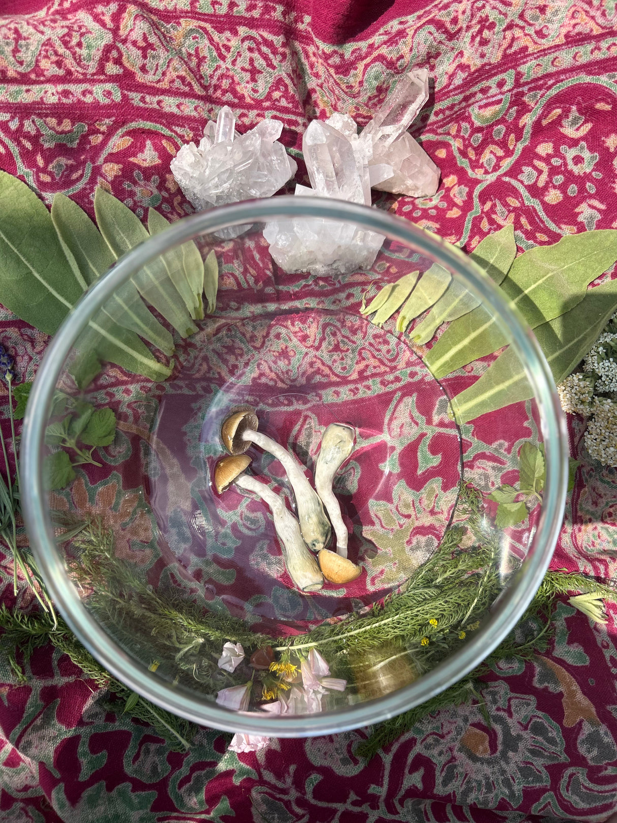 Ceremonial Plant Essence: Psilocybin 3 | sf2