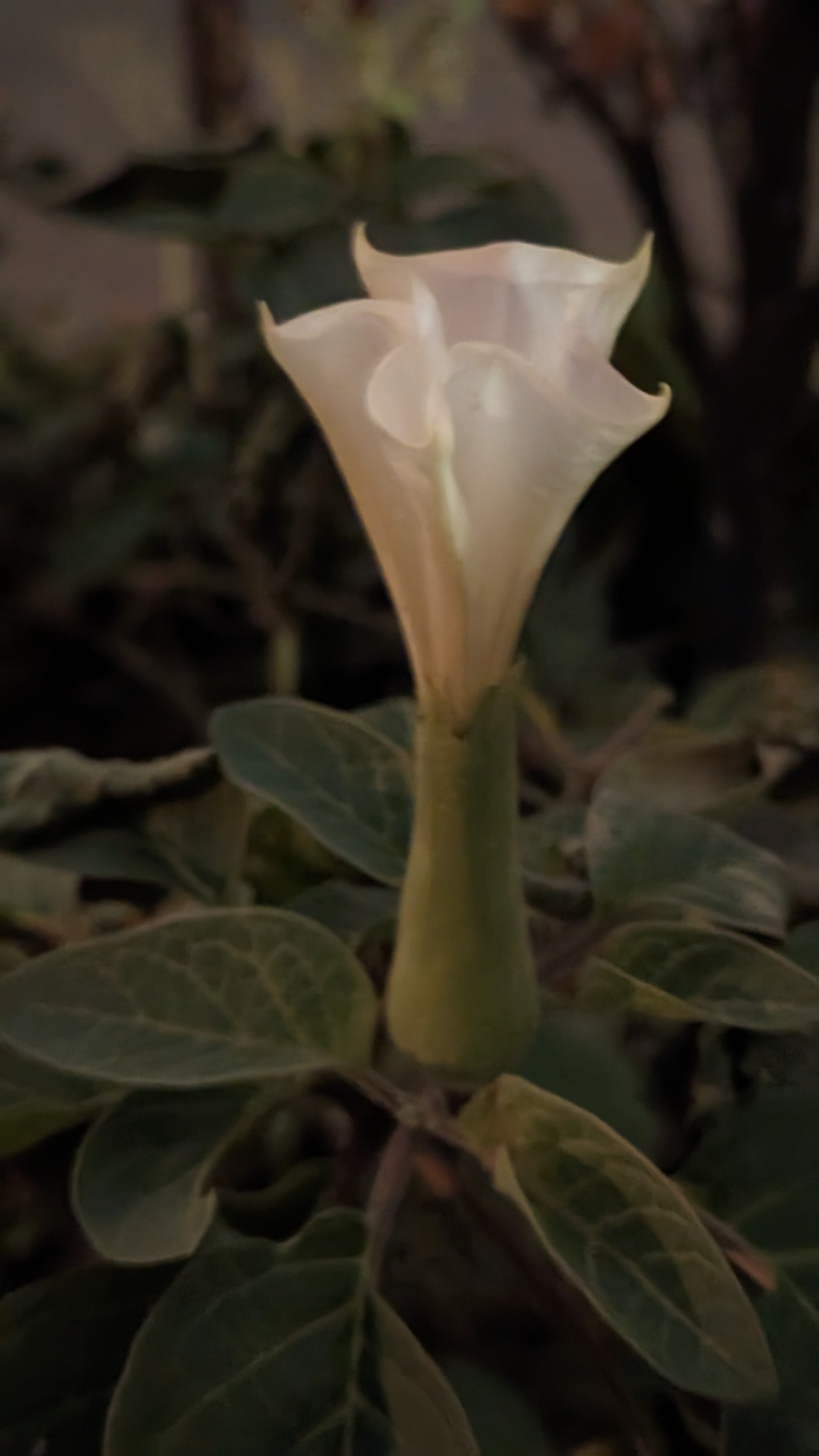 Ceremonial Plant Essence: Datura - Shamans Market