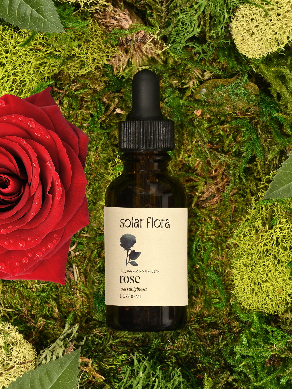 Flower Essence: Rose, Original Flower Essence: Rose, Original