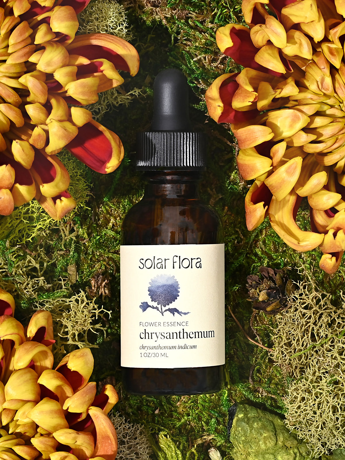 Flower Essence: Chrysanthemum