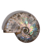 Iridescent Ammonite