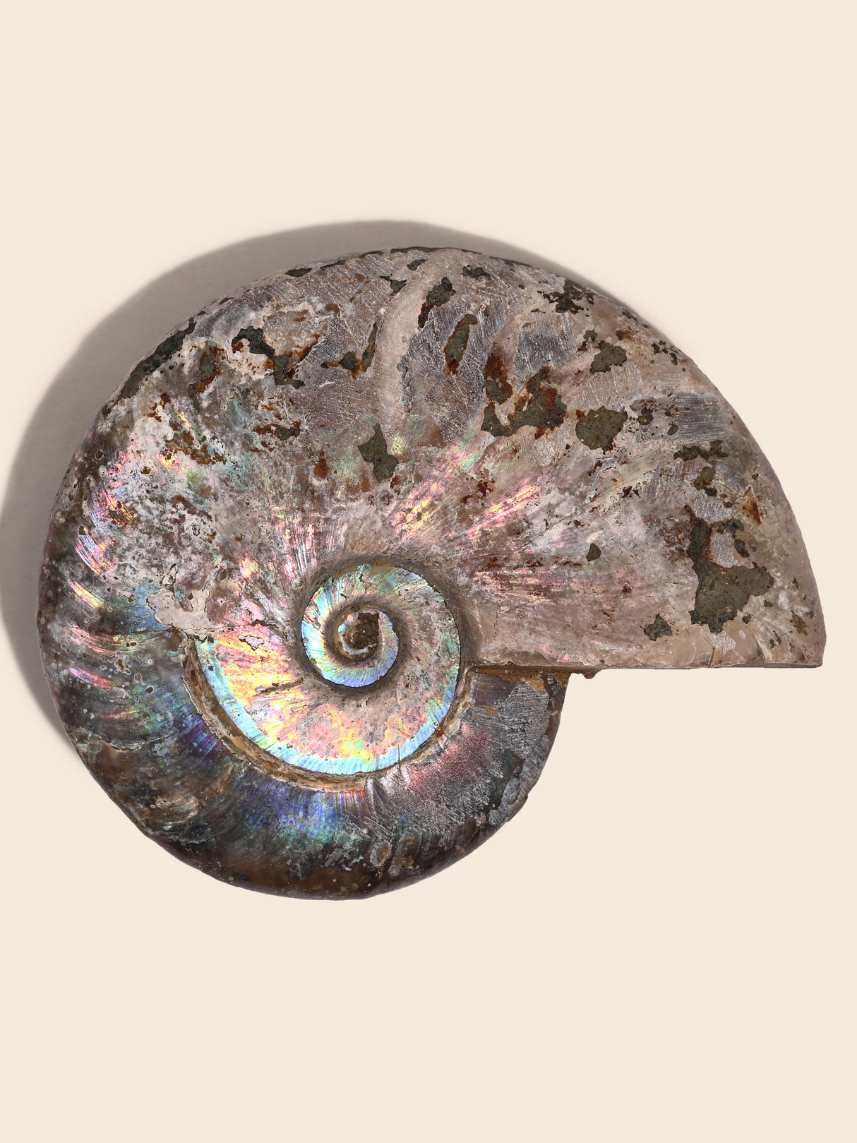 Iridescent Ammonite