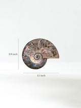 Iridescent Ammonite