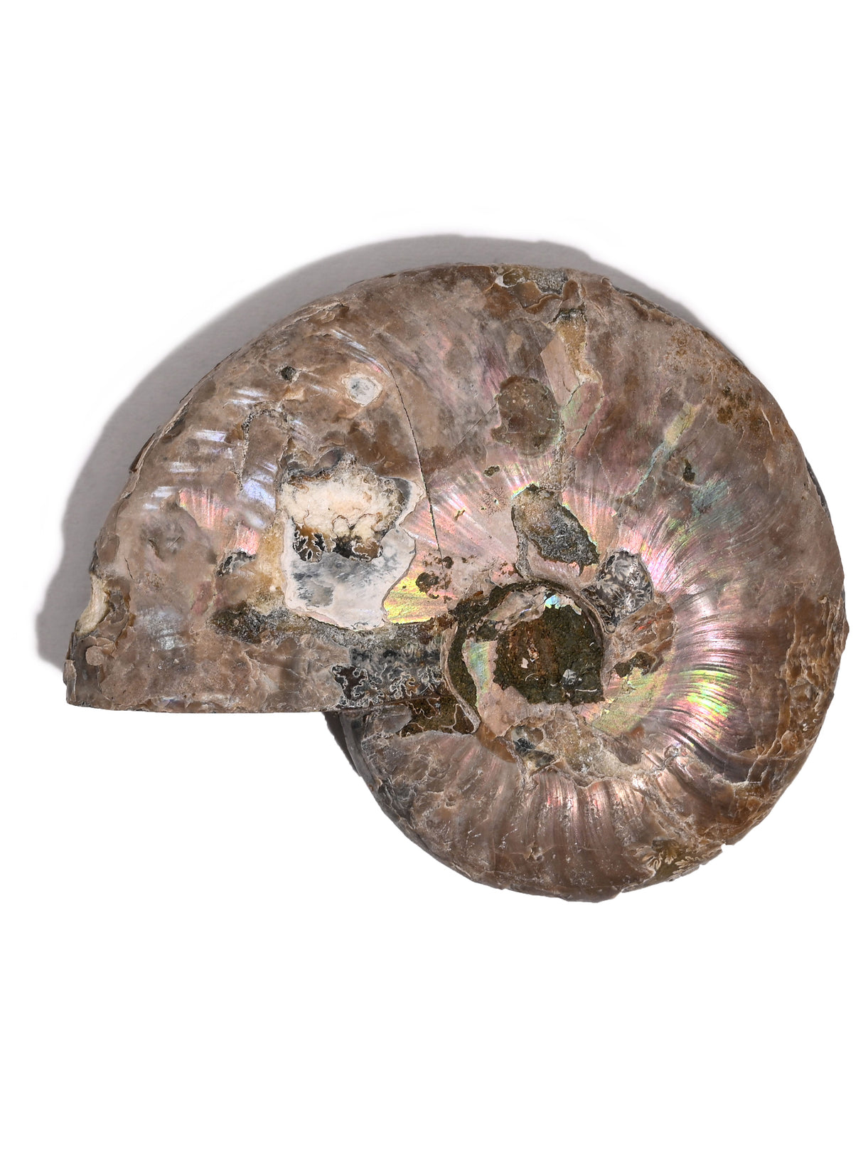 Iridescent Ammonite E | Cg862