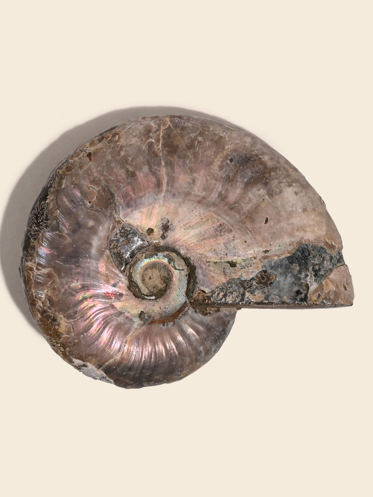 Iridescent Ammonite