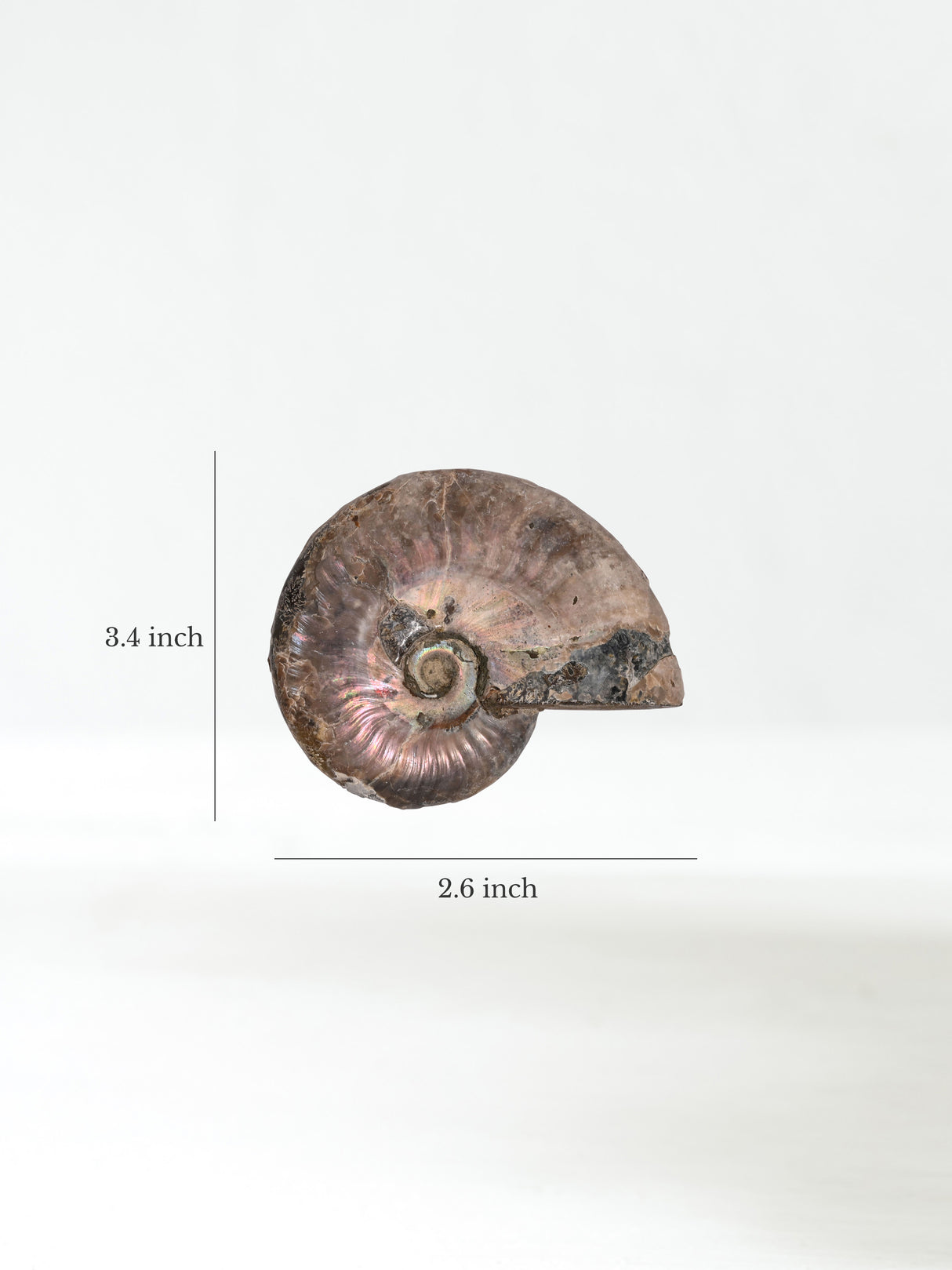Iridescent Ammonite E Dimension | Cg862